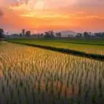 Rice Paddies Sunset Reflection Orange Sky Farming