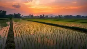 Rice Paddies Sunset Reflection Orange Sky Farming