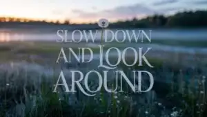 Slow Down and Look Around