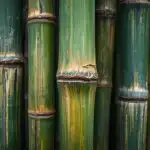 Bamboo Stalks Close Up Texture Detail Green Abstract