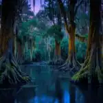 Cypress Swamps Spanish Moss Louisiana