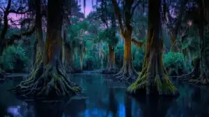 Cypress Swamps Spanish Moss Louisiana