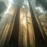 Foggy Redwood Forest Tall Trees Silence