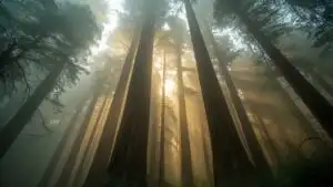 Foggy Redwood Forest Tall Trees Silence