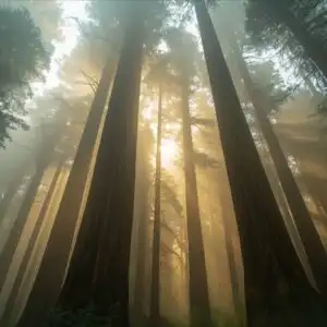 Foggy Redwood Forest Tall Trees Silence