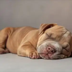 Pitbull Puppy Sleeping Aesthetic