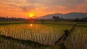 Rice Paddies Sunset Reflection Orange Sky