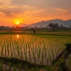 Rice Paddies Sunset Reflection Orange Sky