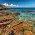 Rocky Shoreline Tide Pools Ocean Life