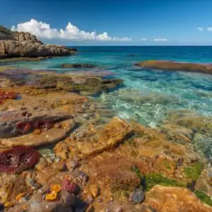 Rocky Shoreline Tide Pools Ocean Life
