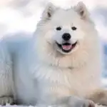 Samoyed Dog Smiling Fluffy White