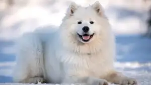 Samoyed Dog Smiling Fluffy White