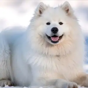 Samoyed Dog Smiling Fluffy White