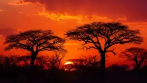 Savanna Sunset Orange Sky Silhouette Trees Iconic