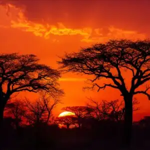 Savanna Sunset Orange Sky Silhouette Trees Iconic