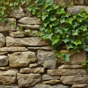 Stone Wall Overgrown Ivy Rustic Texture European