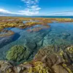 Tundra Landscape Moss Lichen Wide View