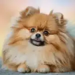 Adorable Pomeranian Relaxing Close-Up