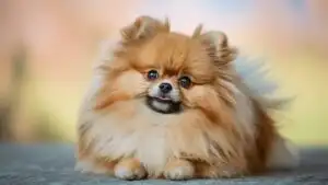 Adorable Pomeranian Relaxing Close-Up