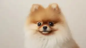 Cute Fluffy Pomeranian Portrait