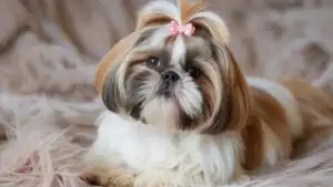Cute Shih Tzu with Pink Bow