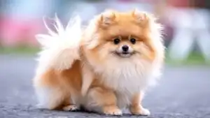 Pomeranian Fluffy Tiny Cute