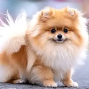 Pomeranian Fluffy Tiny Cute