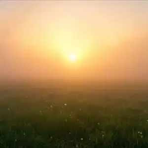 Foggy Morning Field Sun Rays Breaking