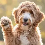 Friendly Goldendoodle Waving Paw