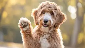 Friendly Goldendoodle Waving Paw