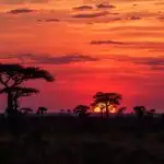 Savanna Sunset Orange Sky Silhouette Trees