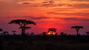 Savanna Sunset Orange Sky Silhouette Trees