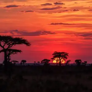 Savanna Sunset Orange Sky Silhouette Trees