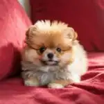 Tiny Pomeranian on a Red Pillow