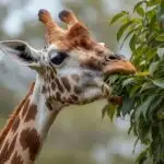 Giraffe Eating Leaves