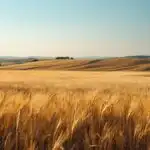 Golden Wheat Field Panorama