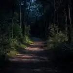 Shadowed Path Through Forest