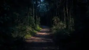 Shadowed Path Through Forest