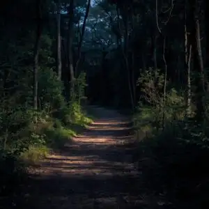 Shadowed Path Through Forest