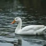 White Duck On Lake