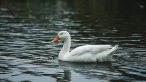 White Duck On Lake