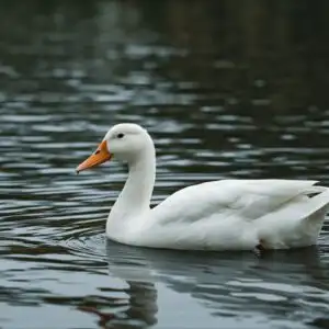 White Duck On Lake