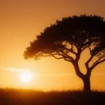 Abstract Tree Silhouette Sunset Golden Hour