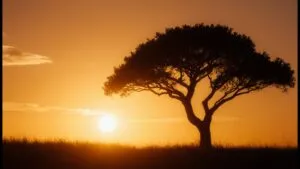 Abstract Tree Silhouette Sunset Golden Hour