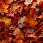 Autumn Fall Leaves Pile Orange Red Colors