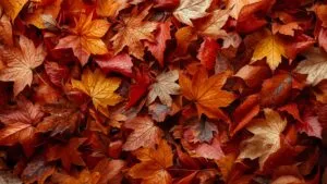 Autumn Fall Leaves Pile Orange Red Colors