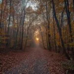 Autumn Forest Path Golden Leaves Sunrise