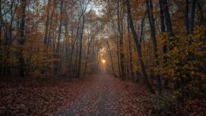 Autumn Forest Path Golden Leaves Sunrise
