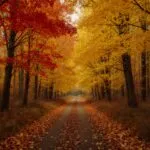 Autumn Forest Yellow Red Leaves Path