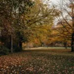 Autumn Leaves in the Park Golden